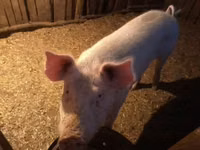 Eber, Schweine — Foto 3