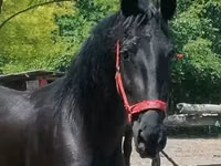 فرس, Friesian — الصورة 3