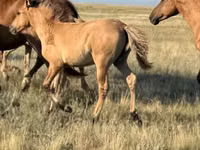 Horse (M), Bashkir horse — photo 7