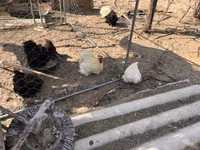 Pekin Bantam — photo 5