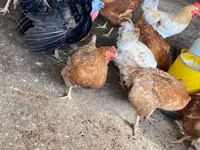 Shamo chickens — photo 7