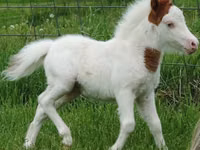 Yegua, Miniature horse — foto 8