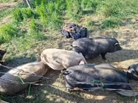 Schweine (Partie, Geschlecht nicht angegeben) — Foto 8