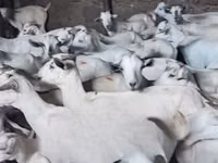Goats (batch, sex not specified), Goats — photo 1