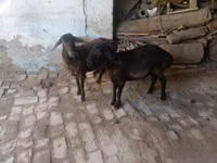 Cabro, Cabras — foto 5