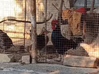 Chickens — photo 6