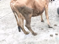 Vaca, Ganado vacuno — foto 2