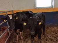 Toro, Simmental cattle — foto 2