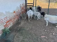 Schaf, Dorper sheep — Foto 6
