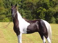 حصان, Tennessee Walking Horse — الصورة 6