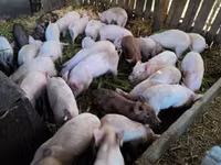 Schweine (Partie, Geschlecht nicht angegeben), Schweine — Foto 1