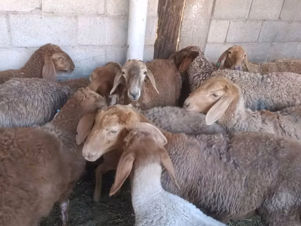 Oveja, Arashan sheep
