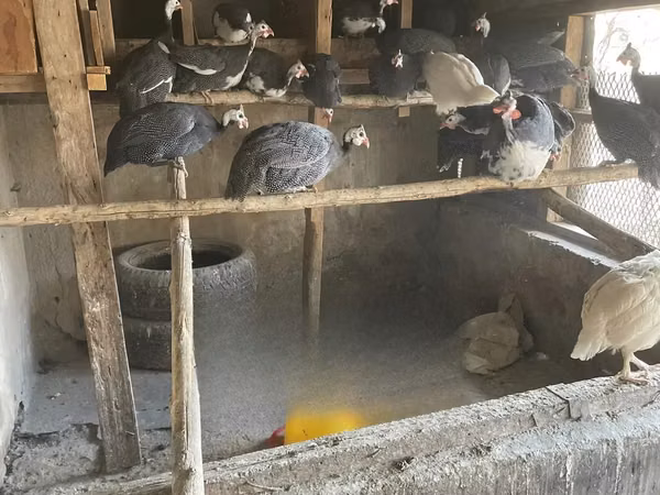 व्हाइट