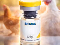 Hb1 1st Newcastle Vaccine (Wholesale) — photo 2