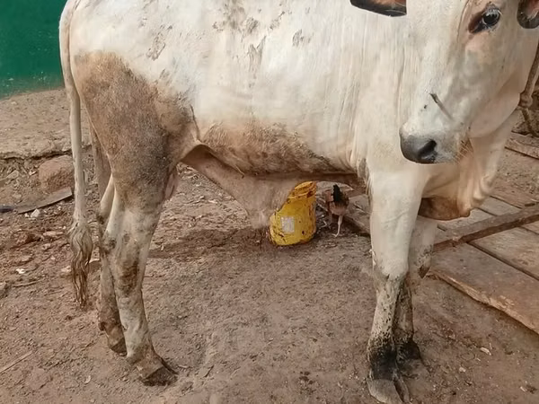 Toro, Ganado vacuno — Ghana