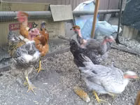 Chickens — foto 5