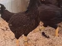 Chickens — Foto 2