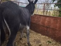 Caballo, Caballos — foto 3