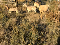 Ziege, Ziegen — Foto 5