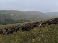 Schafe (Partie, Geschlecht nicht angegeben), Karachay sheep — Foto 7
