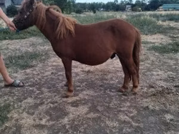 公马, Miniature horse