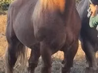 Horse (M), Horses — photo 3