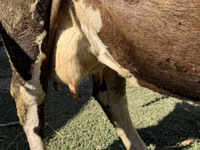 गाय, Swiss cattle — फ़ोटो 2