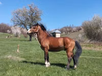 Hengst, Karabakh horse — Foto 5