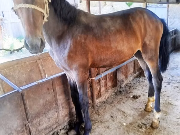 Horse (M), Horses
