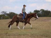 घोड़ा, Quarter Horse — फ़ोटो 4