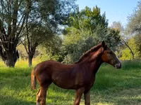 Mare, Skyros Pony — photo 3
