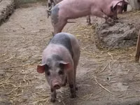 猪（批次，未指定性别）, Pigs — 照片 2