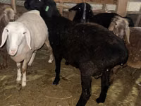 Ram, Sheep — photo 5