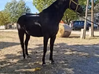Caballo, Hungarian horse breed — foto 3
