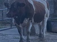 Bulle, Men-Anjou — Foto 5