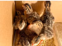 Guinea fowl — foto 1