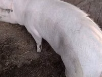 सूअर (लॉट, लिंग निर्दिष्ट नहीं) — फ़ोटो 3