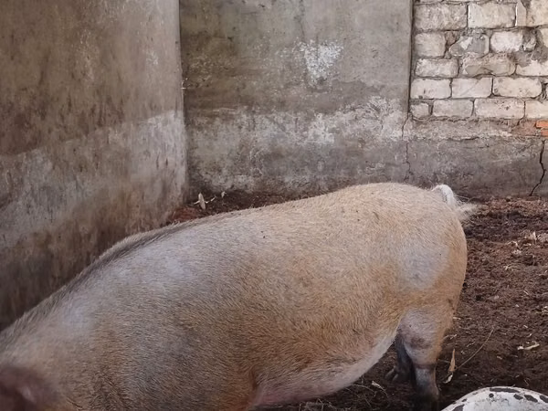 Eber, Schweine