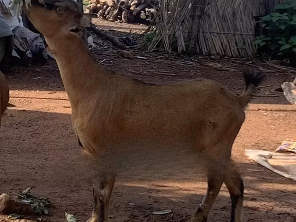 Goats (batch, sex not specified), Goats