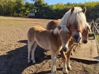 Mare, Haflinger — photo 1