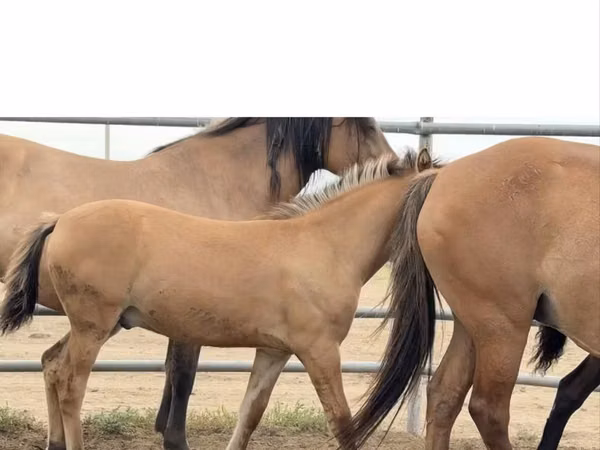 公马, Mugalzhar horse