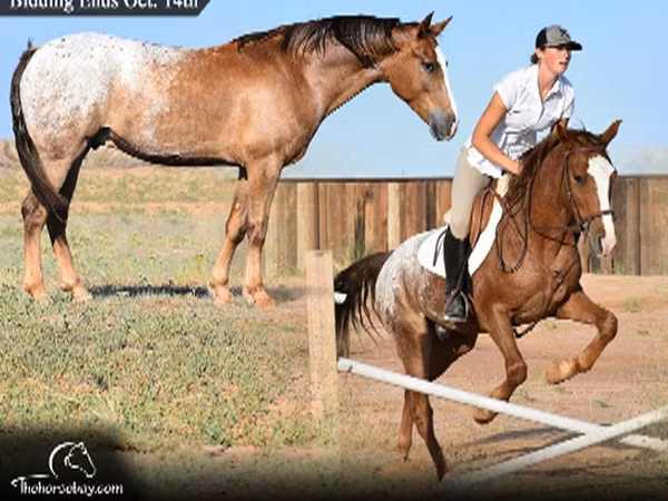 公马, Appaloosa