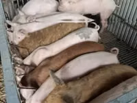 Schweine (Partie, Geschlecht nicht angegeben), Schweine — Foto 3