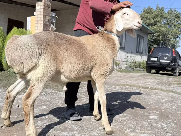 Widder, Arashan sheep