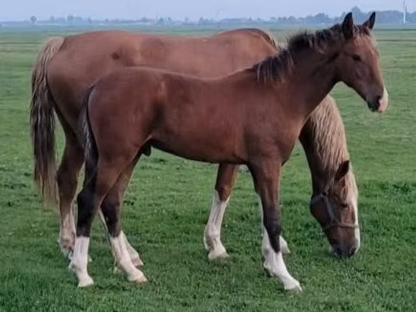 Mare, Dutch warmblood horse