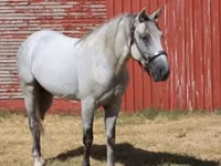Hengst, Tennessee Walking Horse — Foto 5