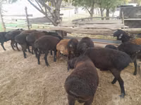 Ram, Sheep — photo 2
