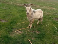 Billy Goat, Goats — photo 2