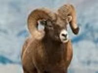 كبش, Gorkov sheep — الصورة 2