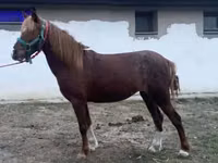 Mare, Welsh Cob — photo 2